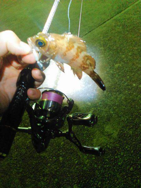 メバリングのちに、アジング！